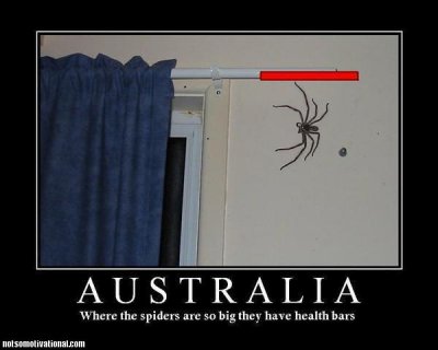 australia-huge-spiders-health-bar1.jpg