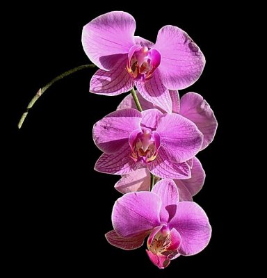 Orchid 3 Flowers.jpg